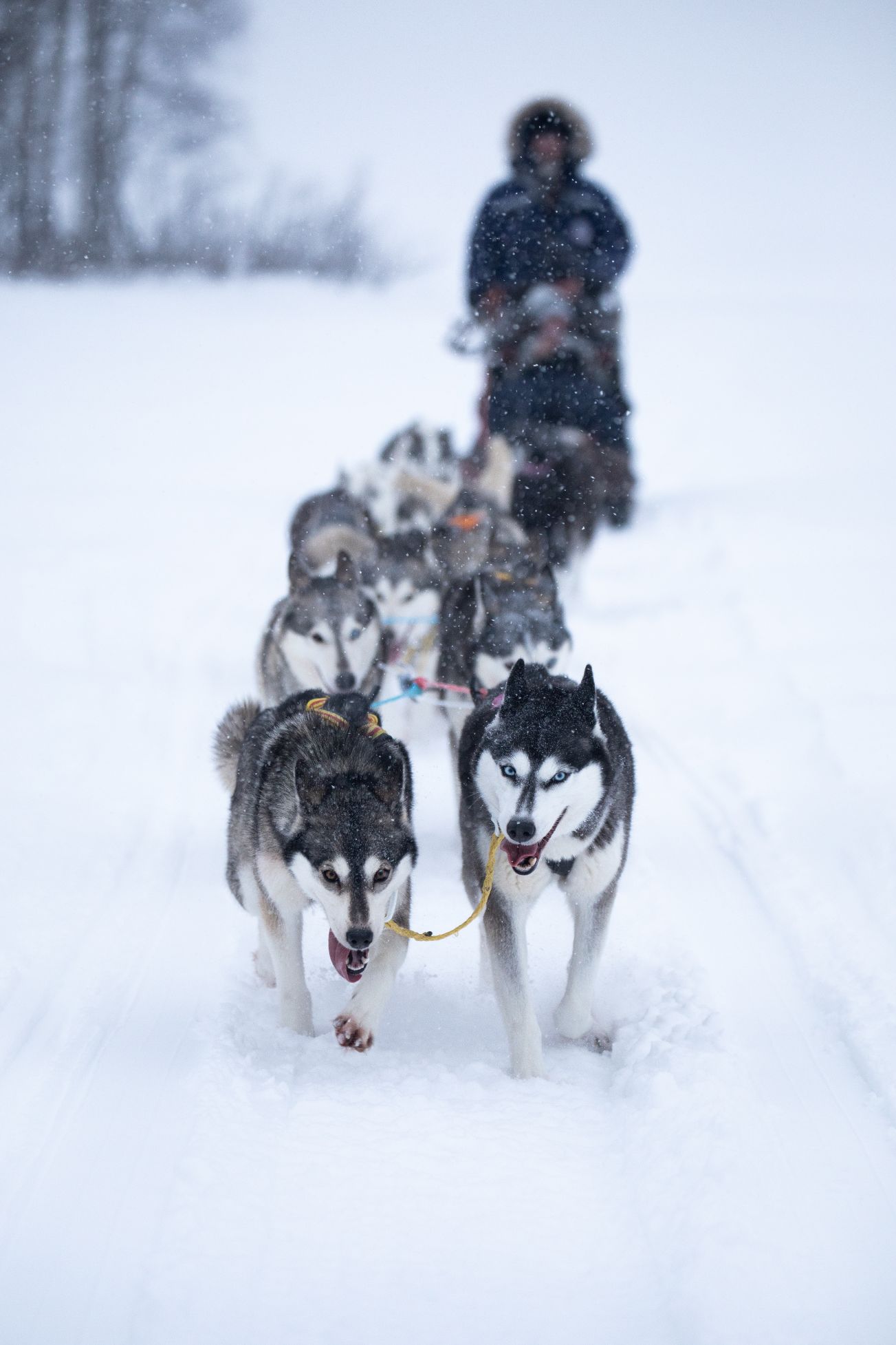 husky-dogs-pulling-a-sleigh-in-snow-in-winter-with-2022-11-14-10-04-46-utc